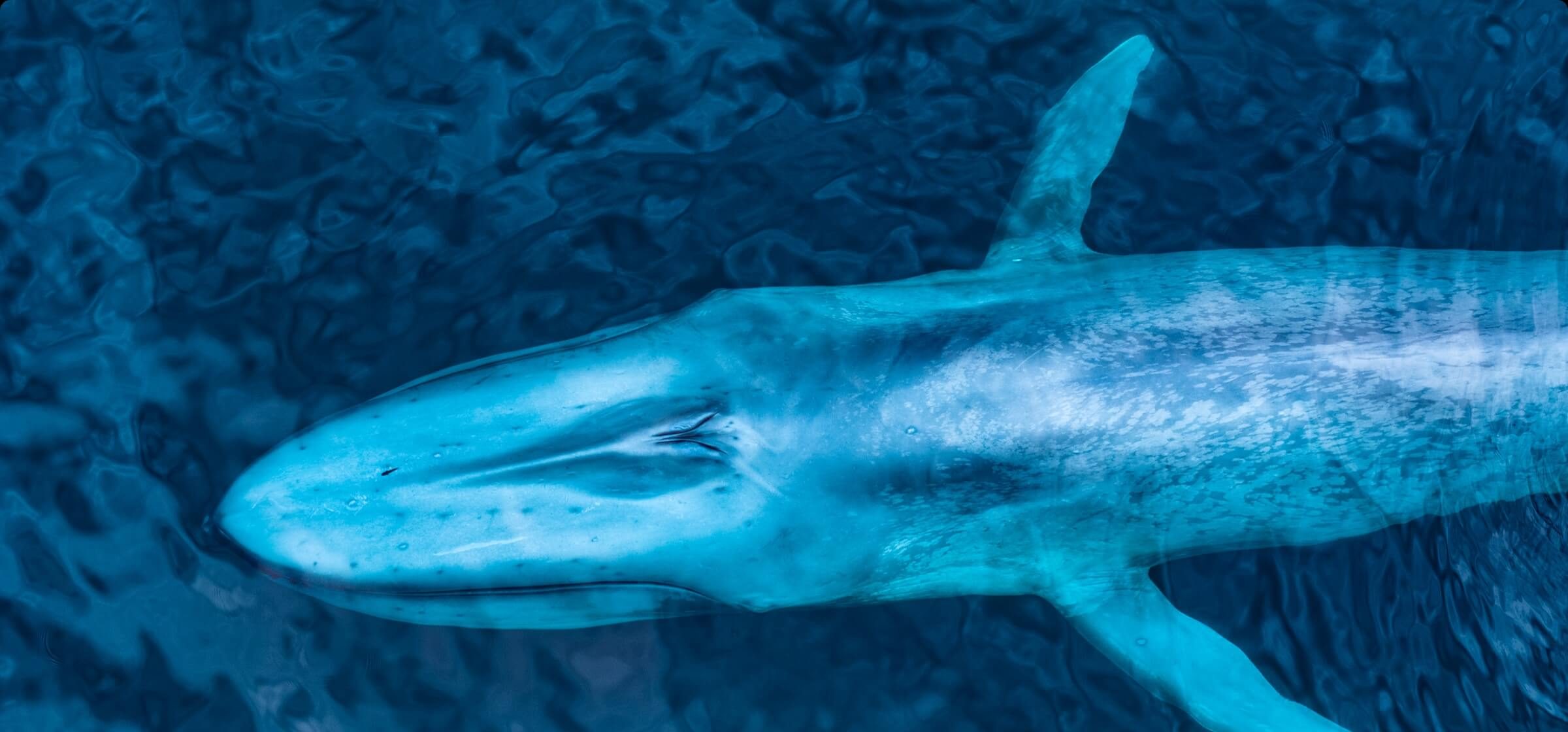 imagen tomada por un DJI Mavic 3 Pro de una ballena en el océano