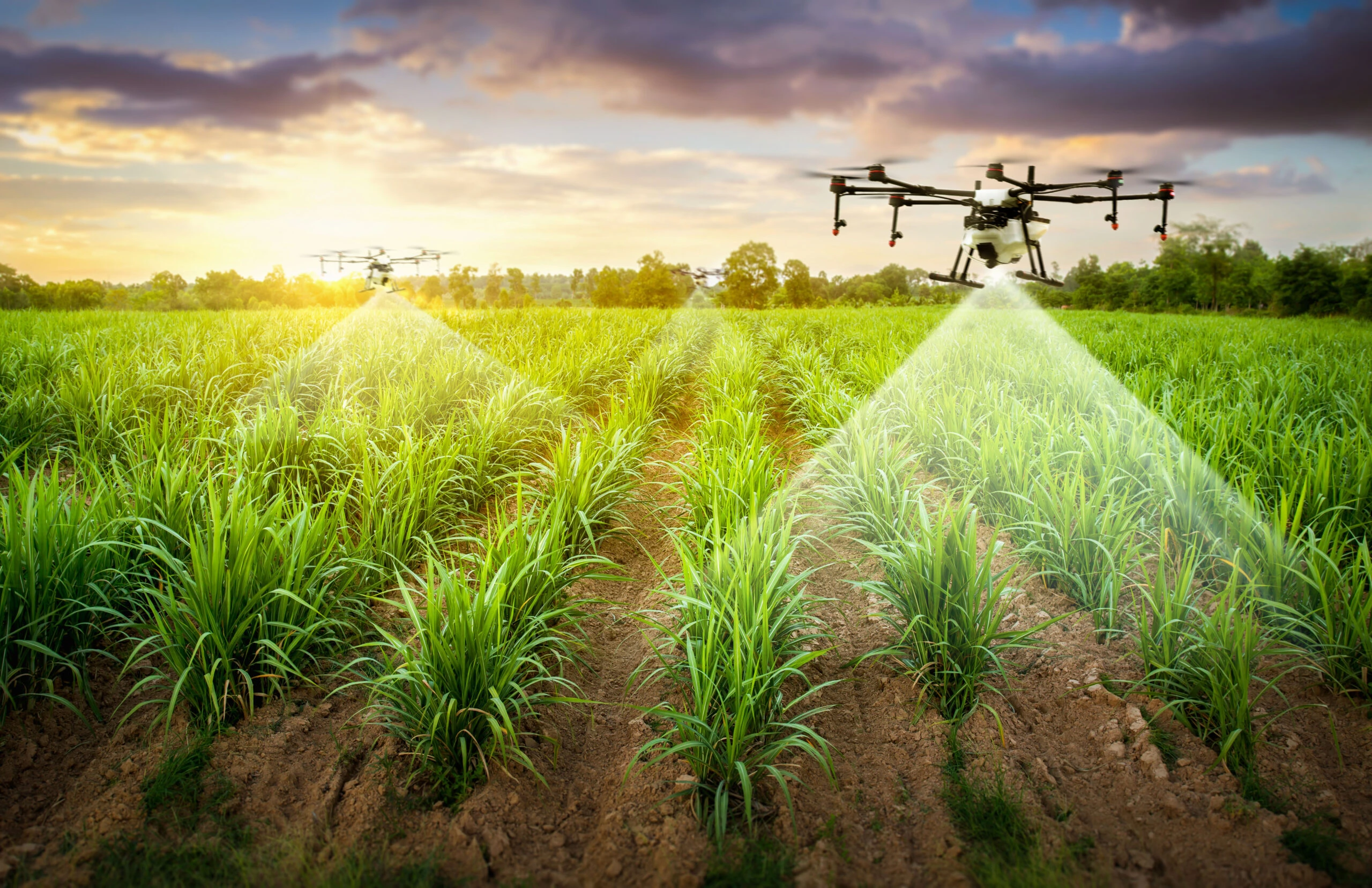 Imagen de drones sobrevolando campos de cultivo y de fondo un atardecer 
